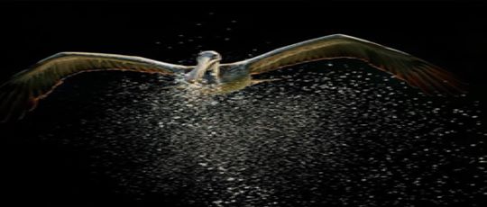 Pelican in flight and splashing