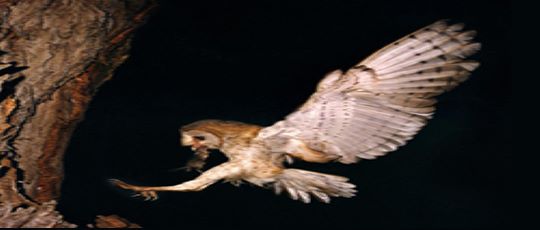 Barn owl with prey entering 